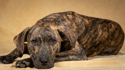 Hobbes, an adoptable Labrador Retriever in League City, TX