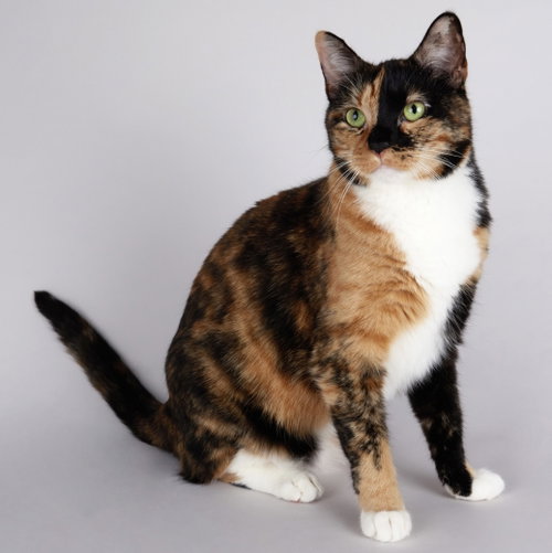 Eevee, an adoptable Domestic Short Hair in League City, TX