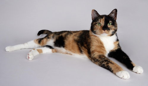 Photo 2 of Eevee