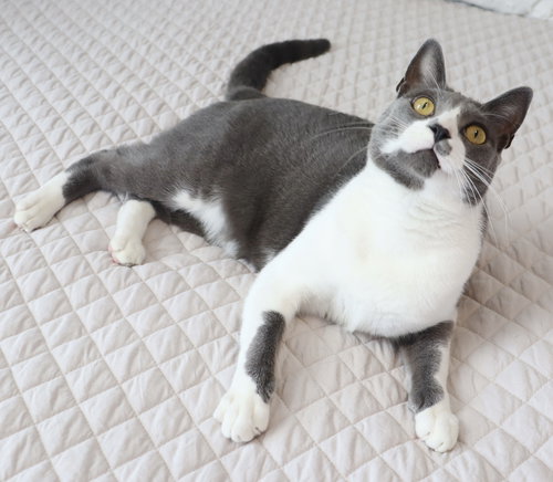 ELIXIR - Domestic Short Hair available for adoption