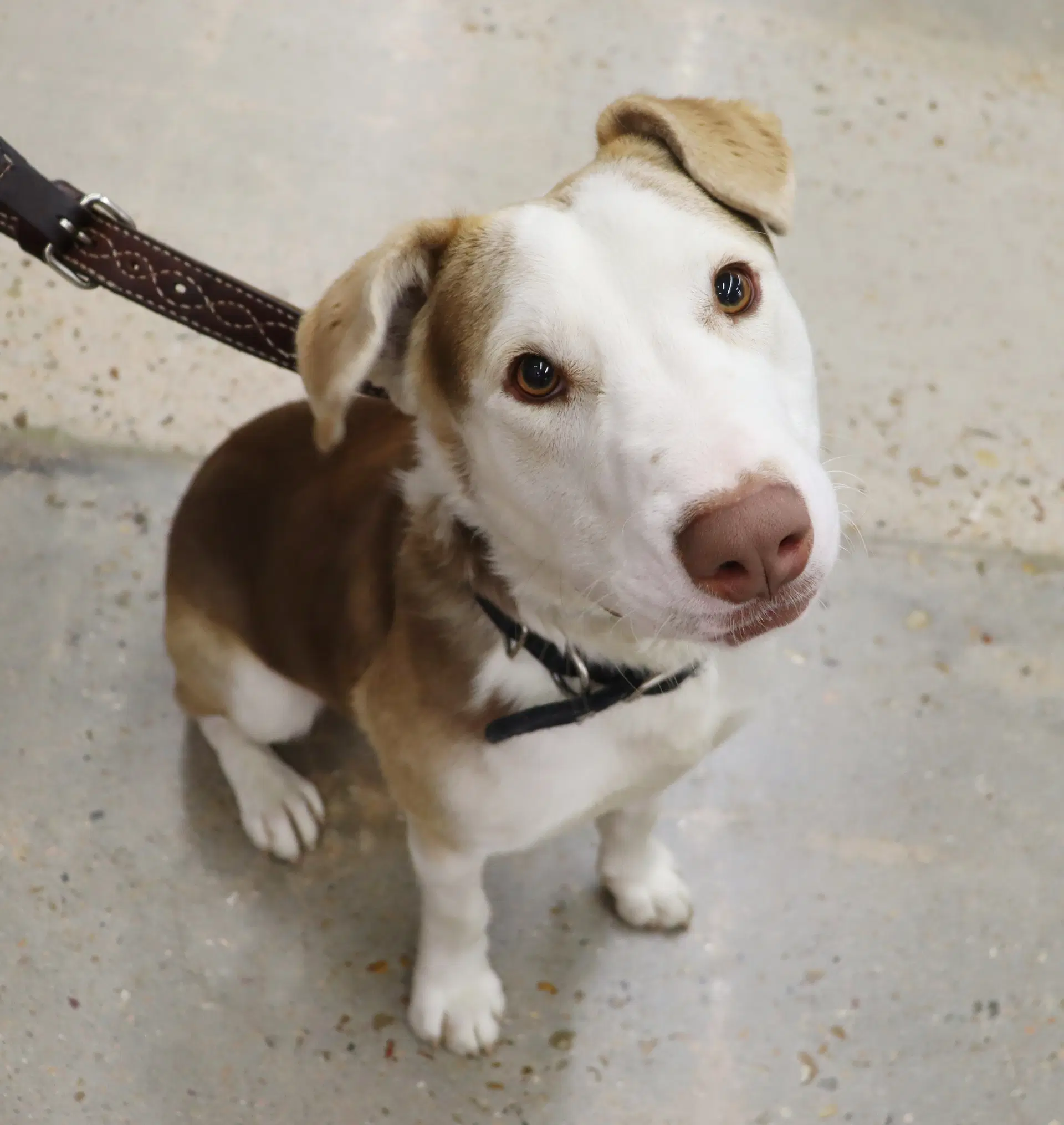Tucker image 3