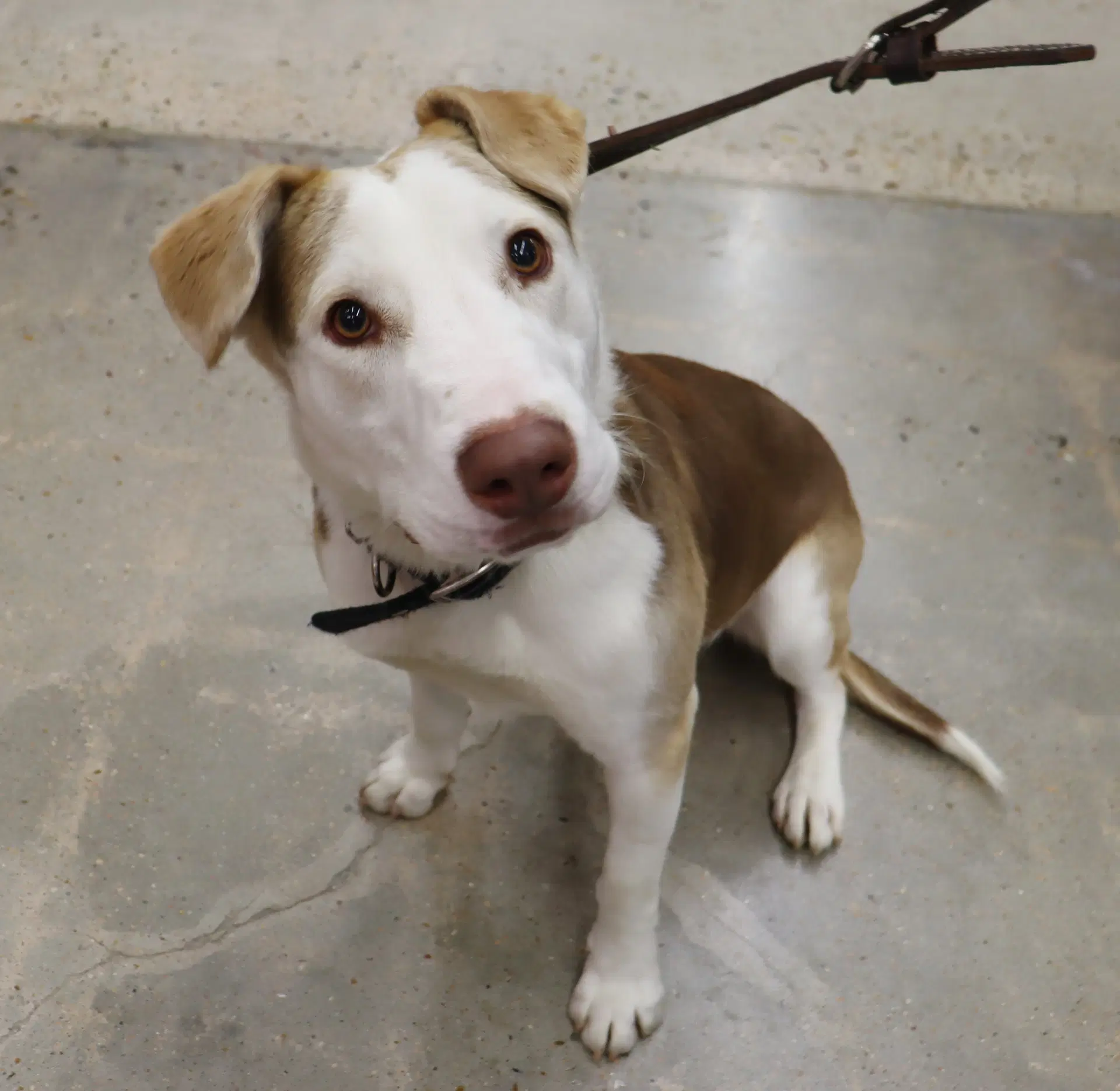 Tucker - Pit Bull Terrier