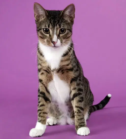 Tippy image 2