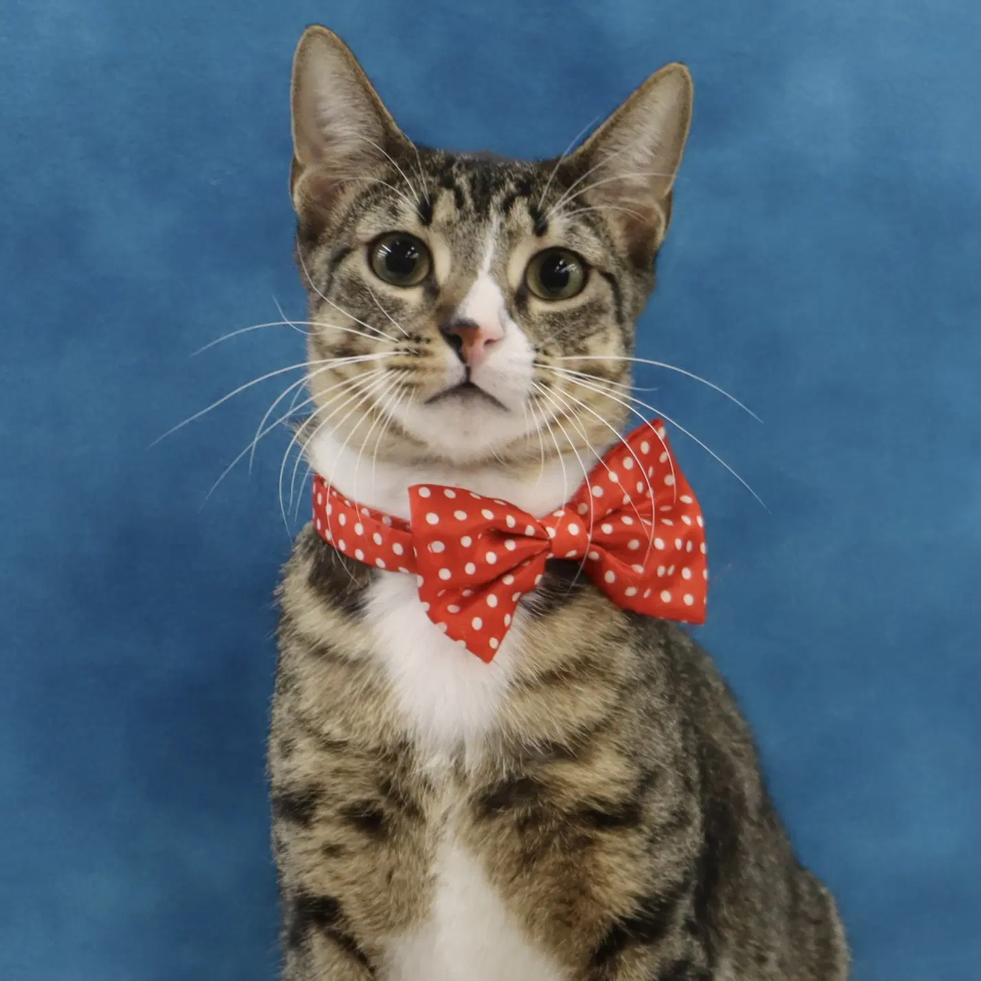 Tippy - Domestic Short Hair