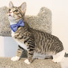 Tippy - Photo 6