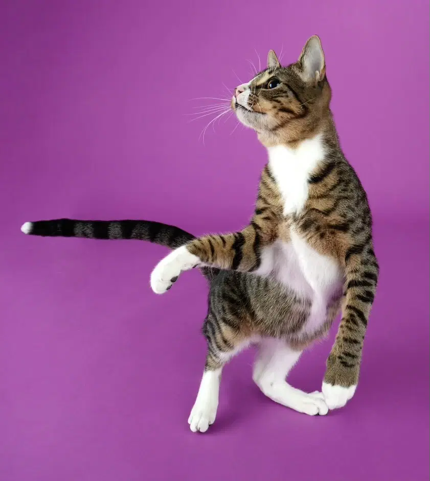 Tippy image 4