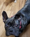 Lola - Photo 6