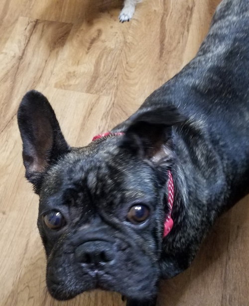 Lola photo 6
