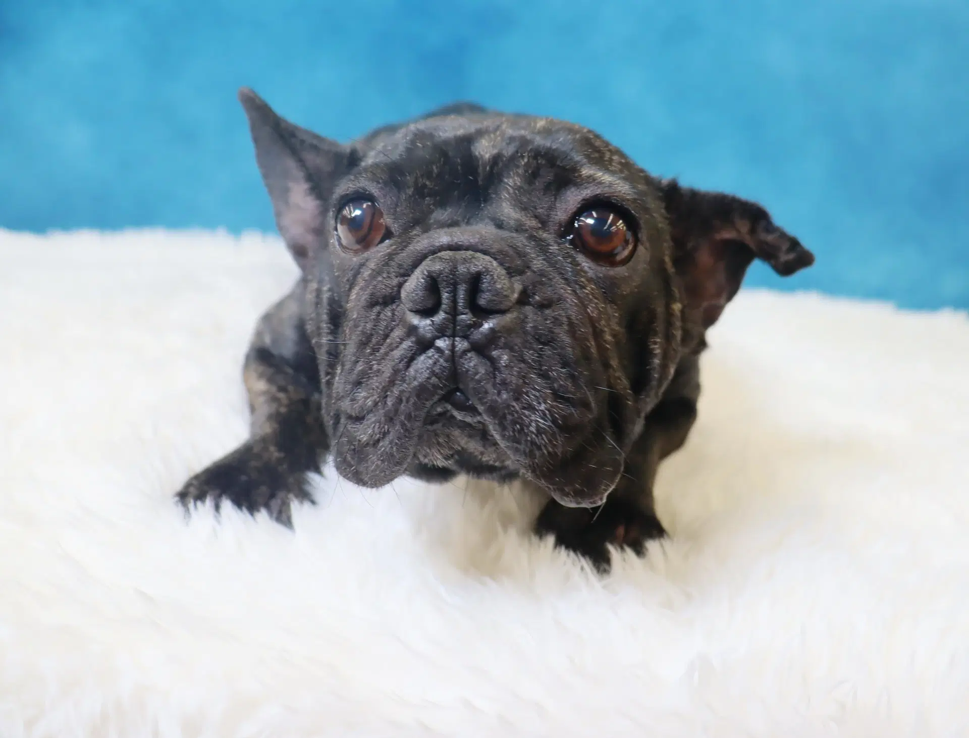 Lola image 3