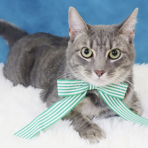 CREAM - Domestic Short Hair available for adoption