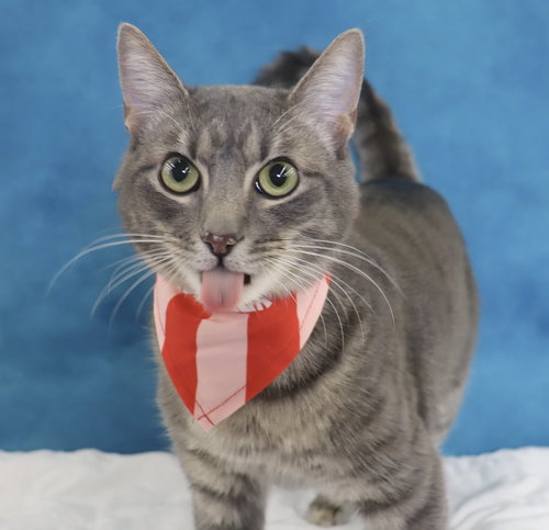 CREAM - Domestic Short Hair available for adoption