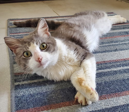 BUDDY - Domestic Short Hair available for adoption