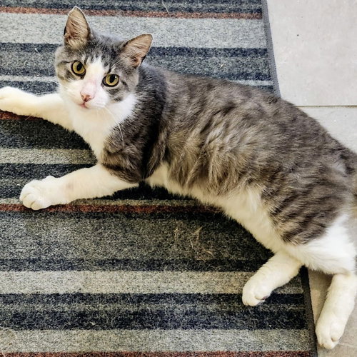 BUDDY - Domestic Short Hair available for adoption