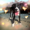 Phoebe - Photo 4