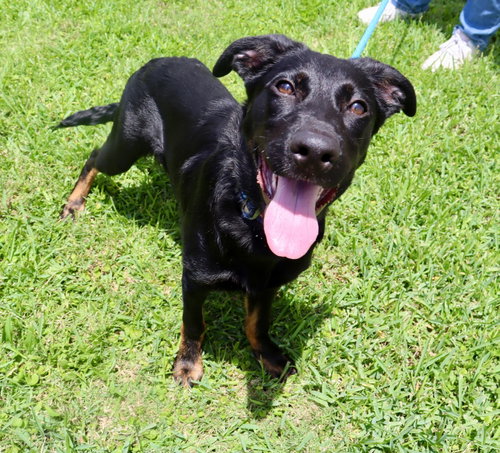 PLUTO - German Shepherd Dog for adoption in League City