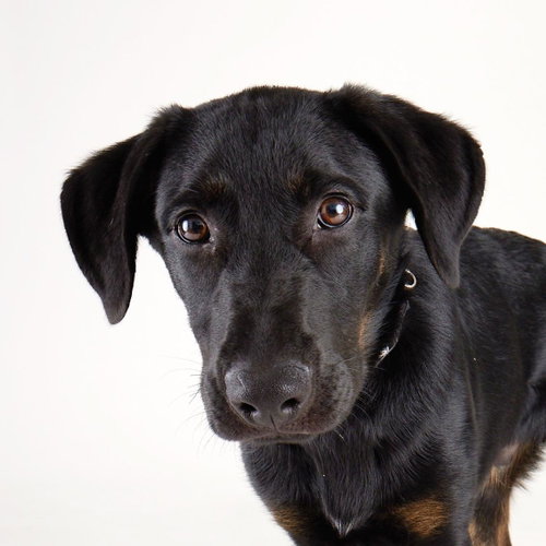 ORION - Labrador Retriever / Shepherd available for adoption