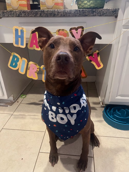CHARLIE - Staffordshire Bull Terrier for adoption in League City