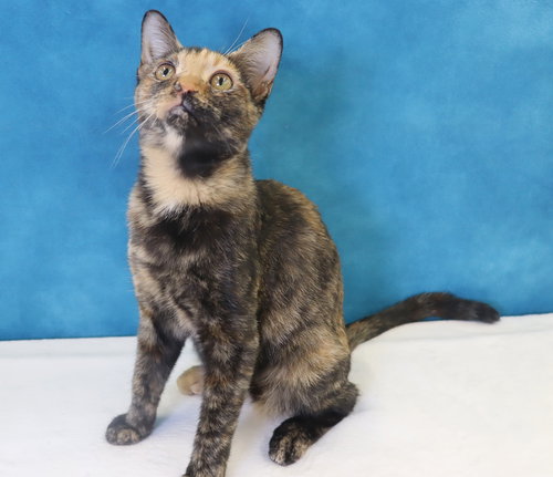 LADYBUG - Domestic Short Hair available for adoption