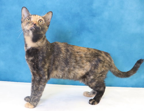 LADYBUG - Domestic Short Hair available for adoption
