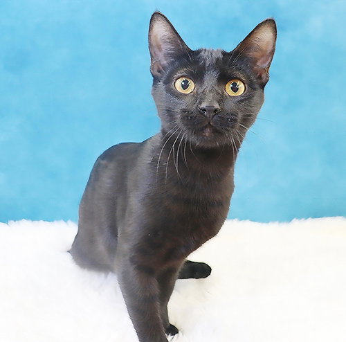 COSMO - Domestic Short Hair available for adoption