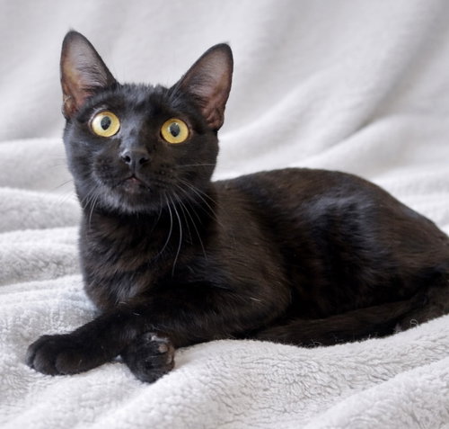 Cosmo, an adoptable Domestic Short Hair in League City, TX