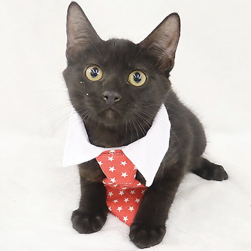 ECLIPSE - Domestic Short Hair available for adoption