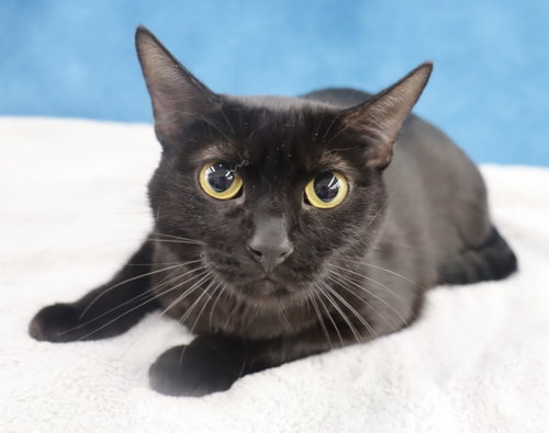 ECLIPSE - Domestic Short Hair for adoption in League City