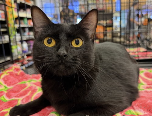 Layla, a cat for adoption from Second Chance Pets