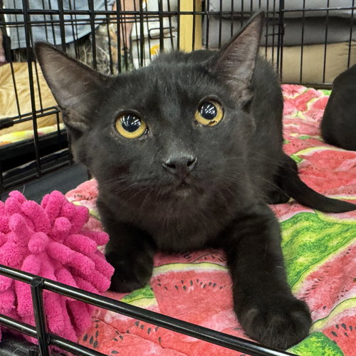 CALYPSO - Domestic Short Hair available for adoption