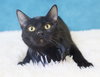 Calypso - Photo 1