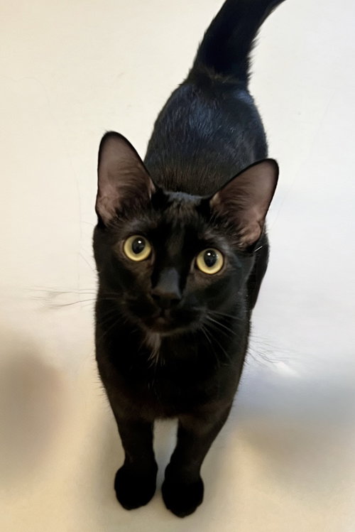 CAL - Domestic Short Hair available for adoption