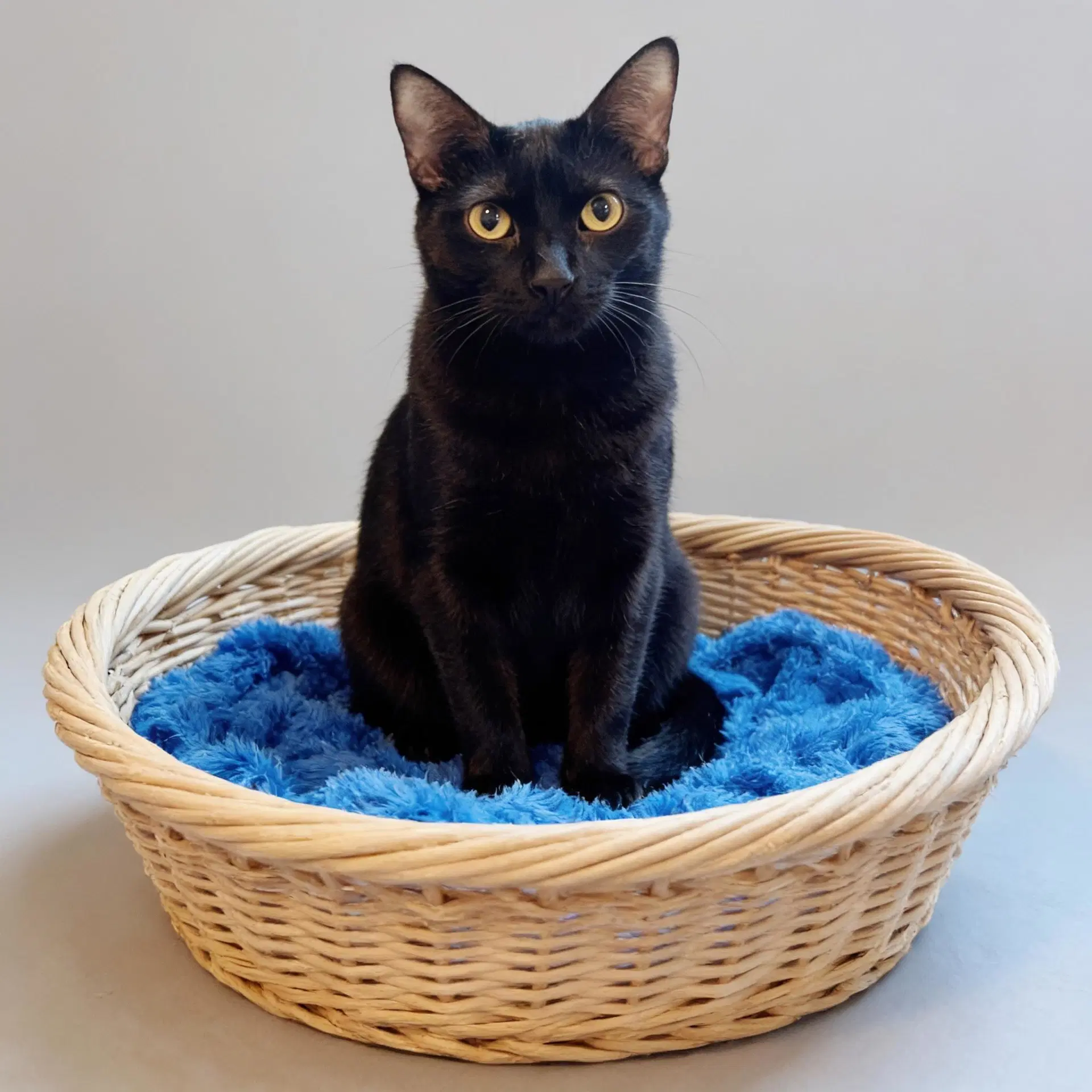 Calypso - Domestic Short Hair