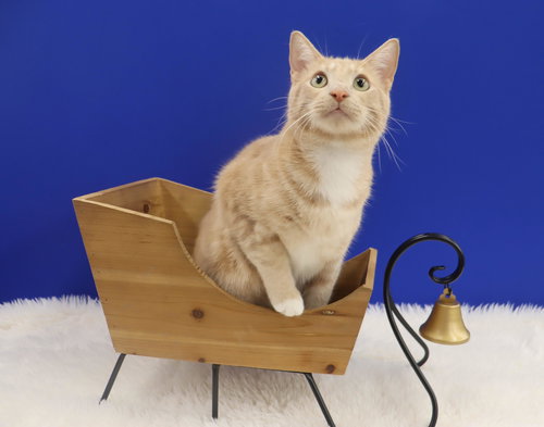 SPAM - Domestic Short Hair available for adoption