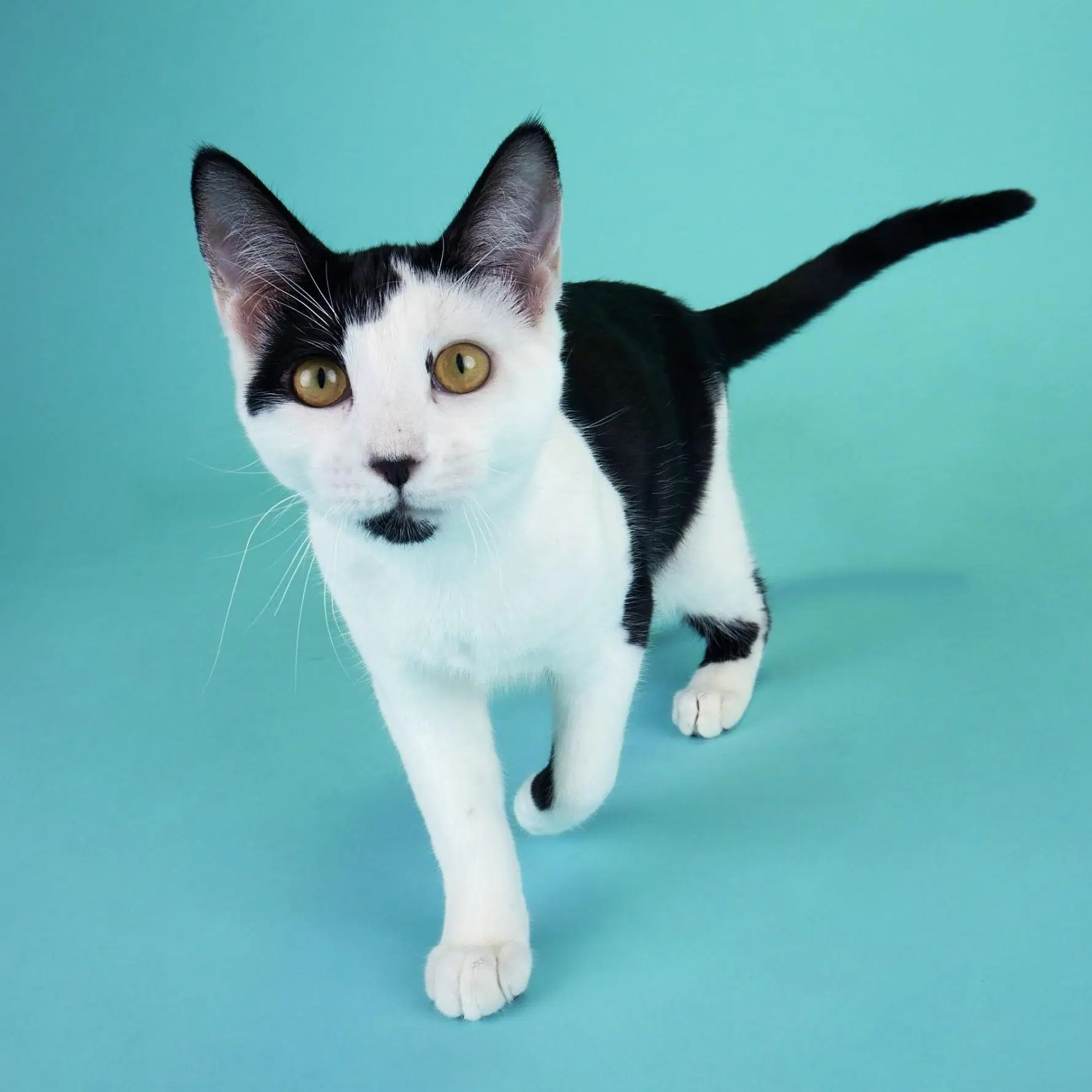 Coraline - Domestic Short Hair