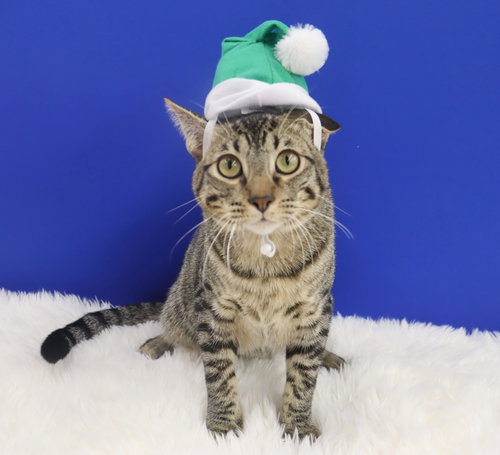 MUSUBI - Domestic Short Hair available for adoption