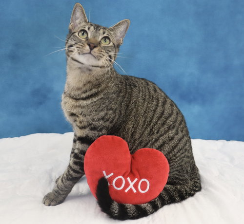 MUSUBI - Domestic Short Hair available for adoption