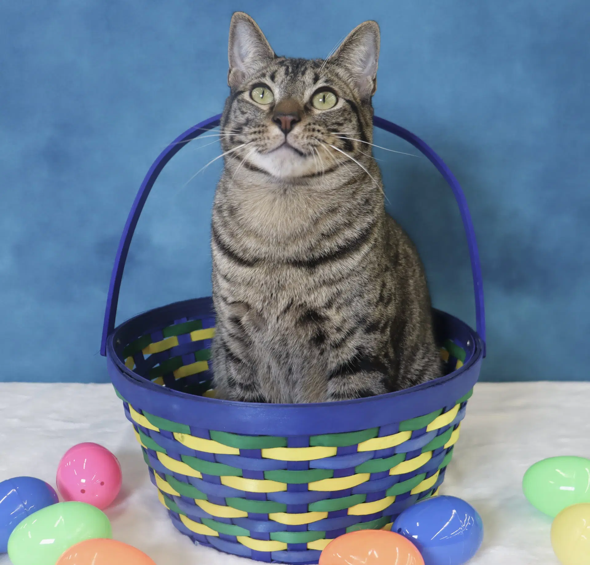 Musubi - Domestic Short Hair