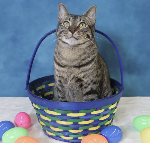 Musubi, Domestic Short Hair, cat for adoption in Friendswood, Texas