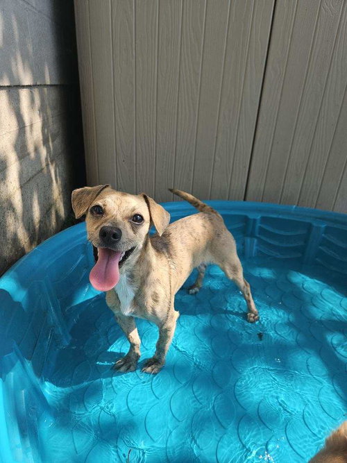 REMI - Terrier available for adoption