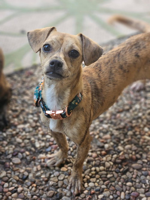 Remi, an adoptable Terrier in League City, TX