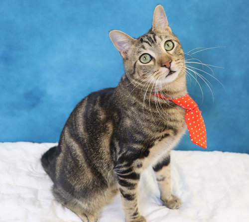DONOVAN - Domestic Short Hair available for adoption