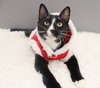 Pepe Le Pew - Photo 2