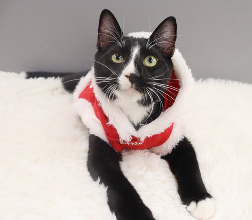 PEPE LE PEW - Domestic Short Hair available for adoption