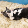 Pepe Le Pew - Photo 4