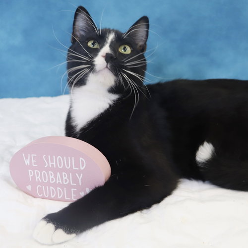 PEPE LE PEW - Domestic Short Hair available for adoption