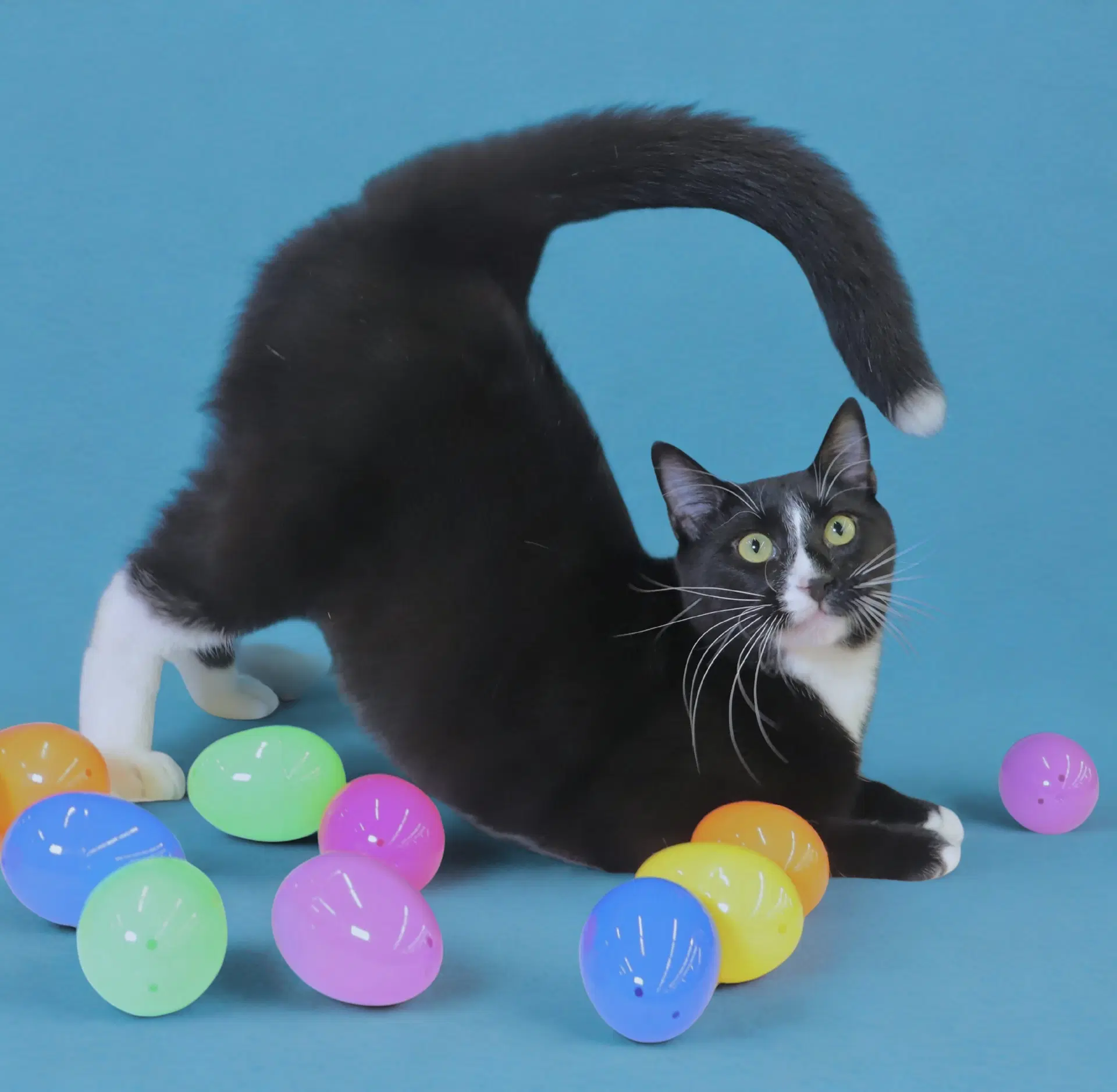 Pepe Le Pew - Domestic Short Hair