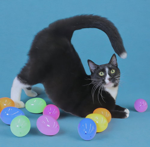 Pepe Le Pew, Domestic Short Hair, cat for adoption in Friendswood, Texas