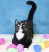Pepe Le Pew - Photo 2