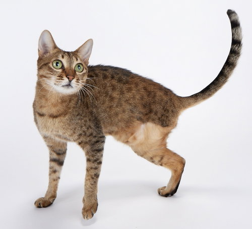 JADE - Domestic Short Hair / Bengal available for adoption