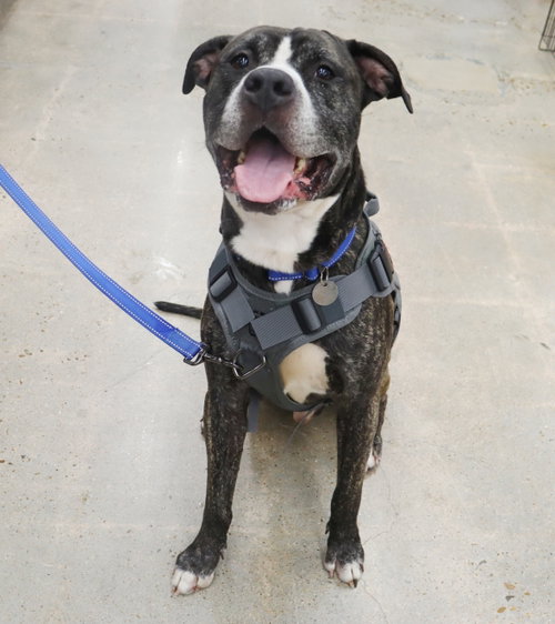BRUCE - Pit Bull Terrier for adoption in League City